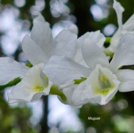 Beclardia macrostachya Muguet Orchidaceae Indigène La Réunion 937.jpeg